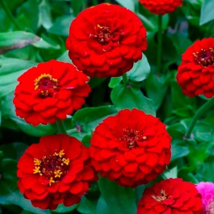 Golden Hills Zinnia elegance Dahlia Red Flower Seeds