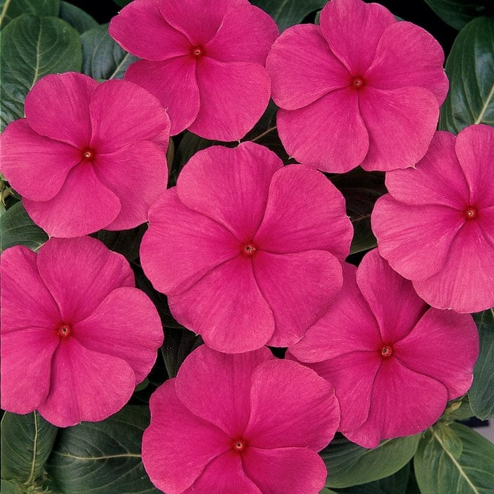 Golden Hills Vinca Rosea Titan Punch Flower Seeds