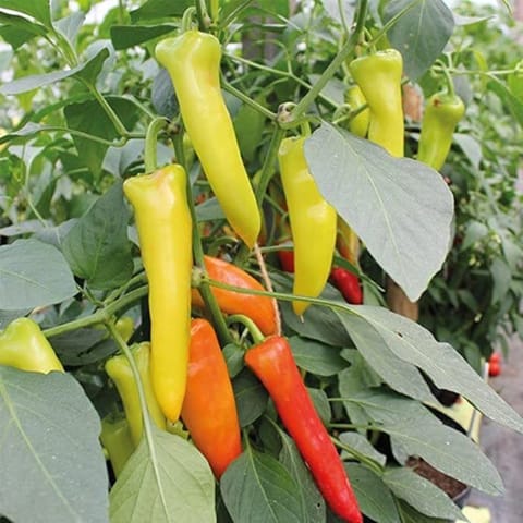 Golden Hills Yellow Wax Big Baji Chilli Seeds