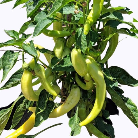 Golden Hills Banana Pepper/Baji Chilli Seeds
