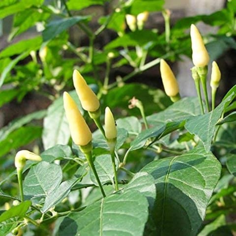 Golden Hills African Bird White Kanatari Chilli Seeds