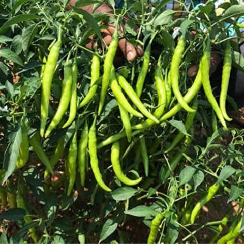 Golden Hills Pusa Jwala Green Long Chilli Seeds