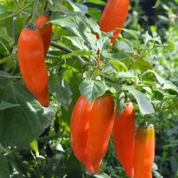 Golden Hills Orange Jalapeneo Chilli Seeds