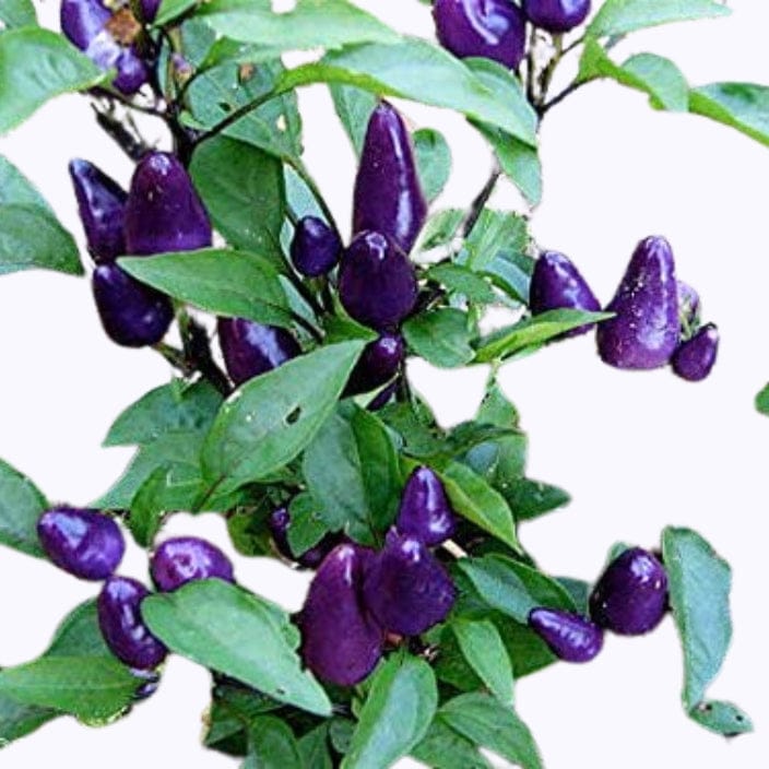 Golden Hills Purple Kantari African Bird Hot Chilli Seeds