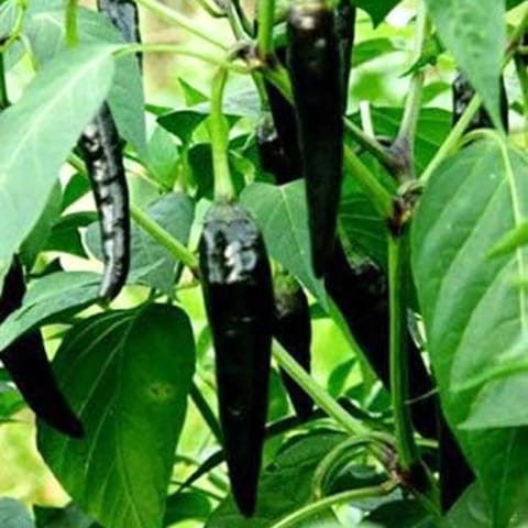 Golden Hills Black Long hot Chilli Seeds