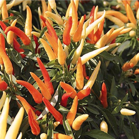 Golden Hills Ornamental Chilli Pointed Chilli Seeds