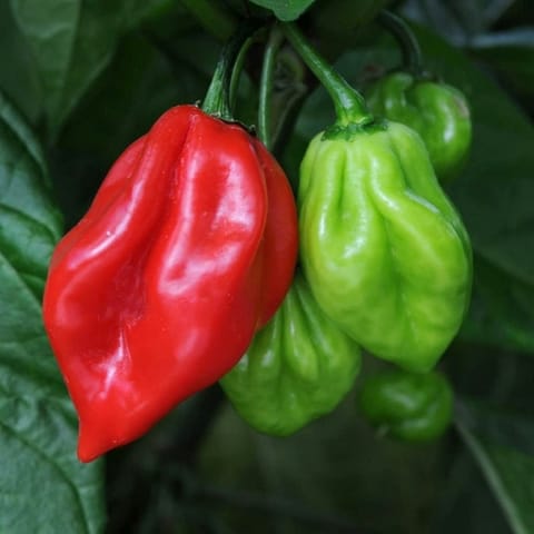 Golden Hills Lantern Chilli/Mali Pepper Hot Chilli Seeds