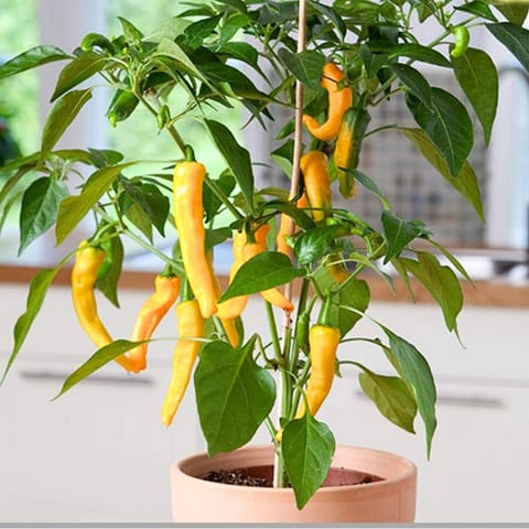 Golden Hills Yellow Long Hybrid Chilli F1 Seeds