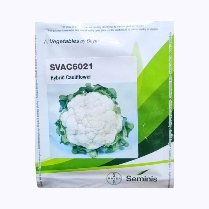 बायर सेमिनिस SVAC6021 फूलगोभी के बीज