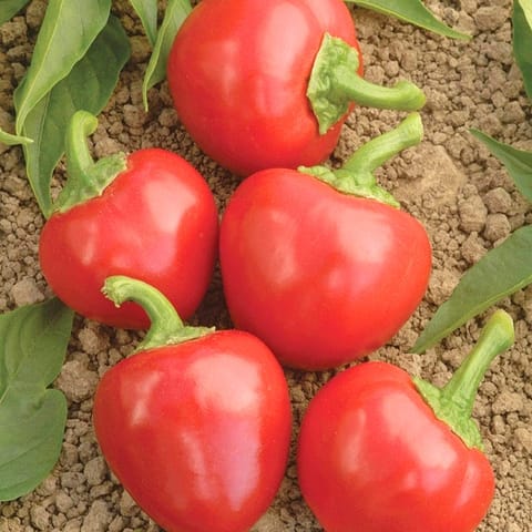 Golden Hills Red Cherry Pepper F1 (Chilli) Seeds