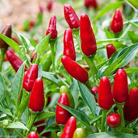 Golden Hills African Bird Green Red Chilli Seeds