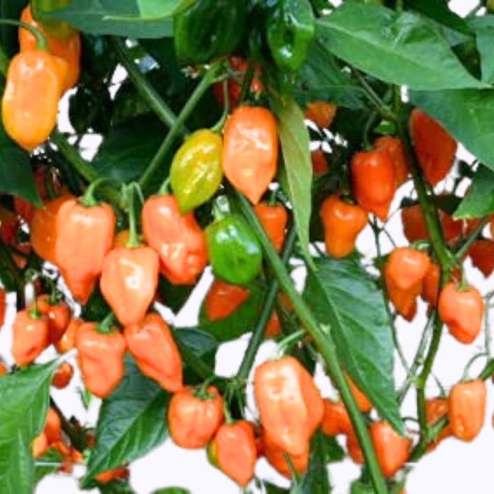 Golden Hills Orange Habanero Chilli Seeds