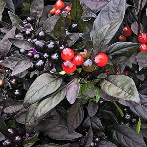 Golden Hills Black Round Pearl Chilli Seeds