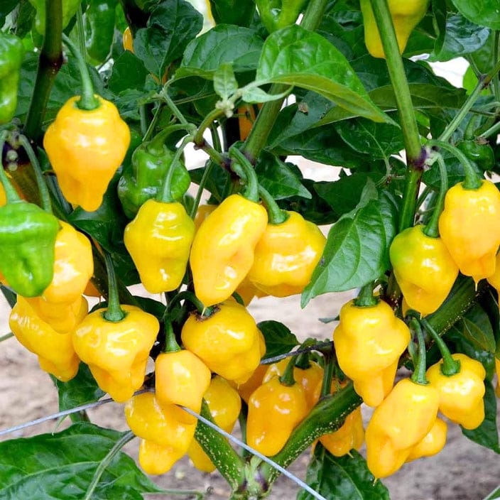 Golden Hills Yellow Habanero Hot Pepper Chilli Seeds