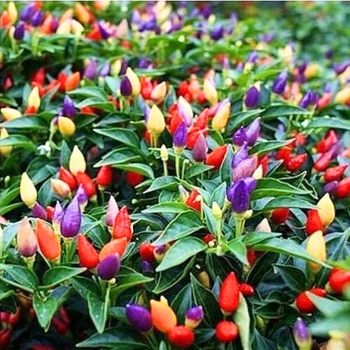 Golden Hills Bolivian Rainbow Chilli Seeds