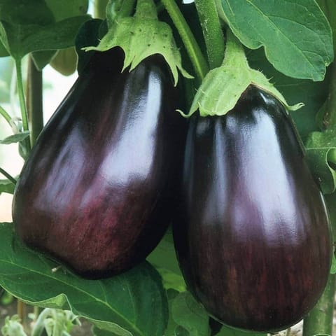 Golden Hills Black Beauty Brinjal Seeds