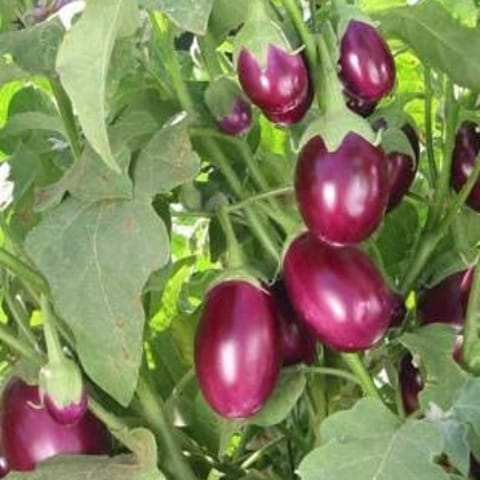 Golden Hills Chu Chu F1 Brinjal Seeds