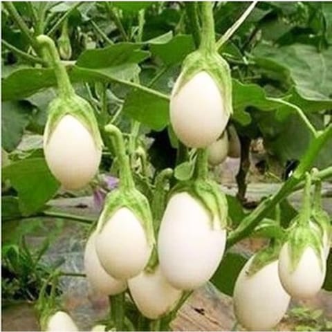 Golden Hills White Round Brinjal Seeds