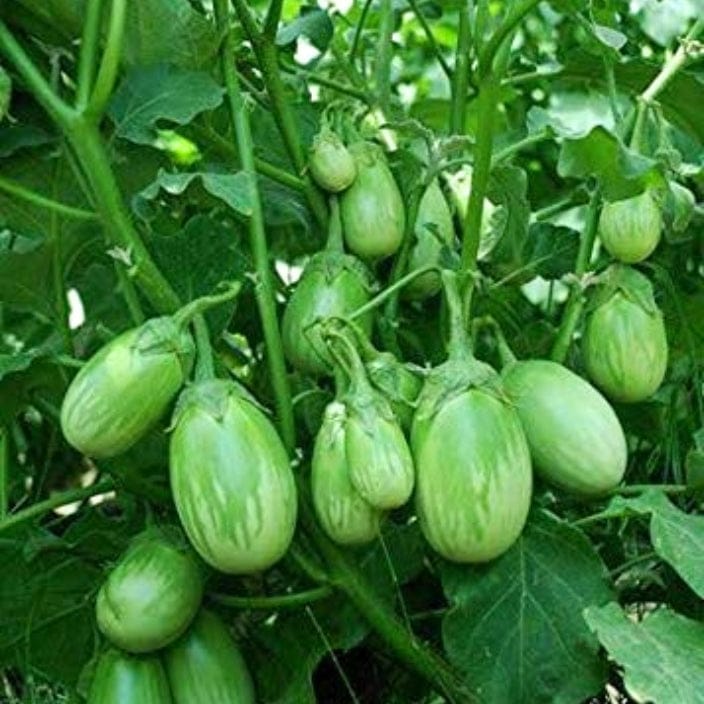 Golden Hills Green Round Brinjal Seeds