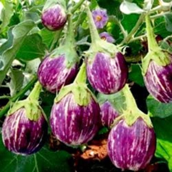 Golden Hills CVK Brinjal Seeds