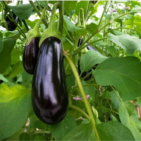 Golden Hills Siliguri Long Brinjal Seeds