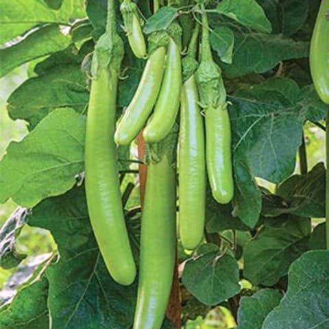 Golden Hills Green Long Brinjal Seeds