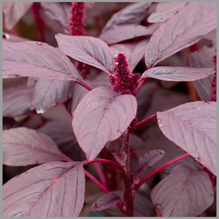 Golden Hills Amaranthus Siru Keerai Green Red Steam Saag Seeds