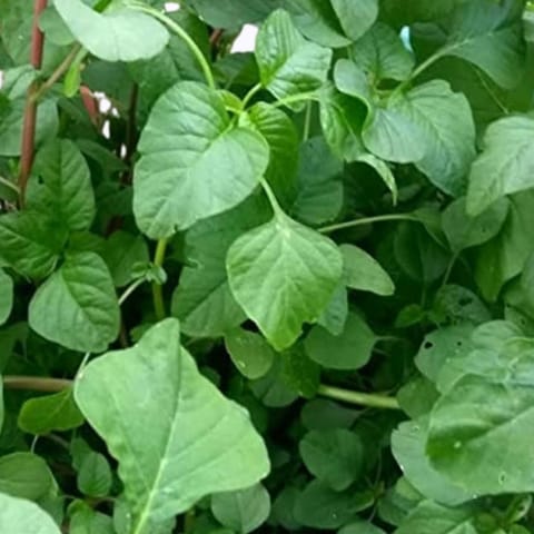 Golden Hills Amaranthus-Siru Keerai Full Green Saag Seeds