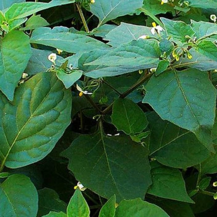 Golden Hills Amaranthus Manathakkali Keerai Saag Seeds