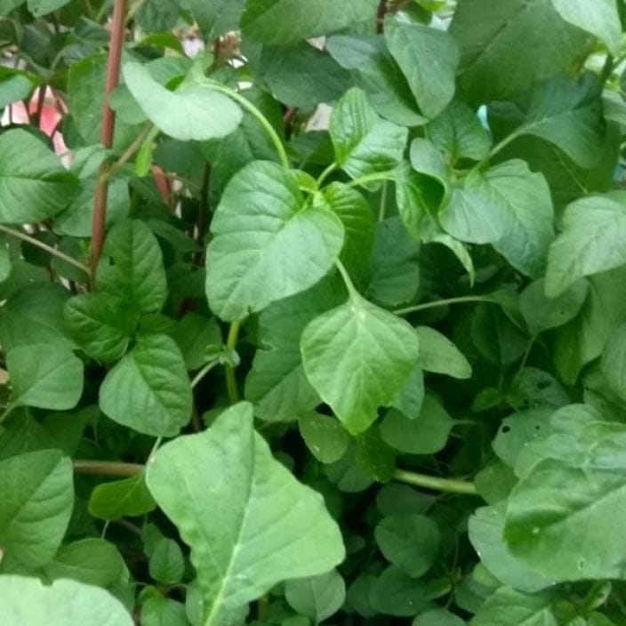 Golden Hills Amaranthus Arai Keerai Multicut Full Green Saag Seeds