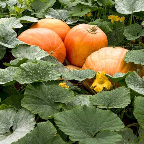 Golden Hills Halloween Pumpkin Seeds