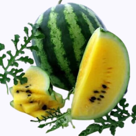 Golden Hills Climax Yellow Watermelon Seeds