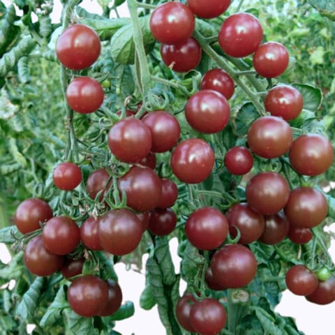 Golden Hills Dining Black Cherry Tomato Seeds