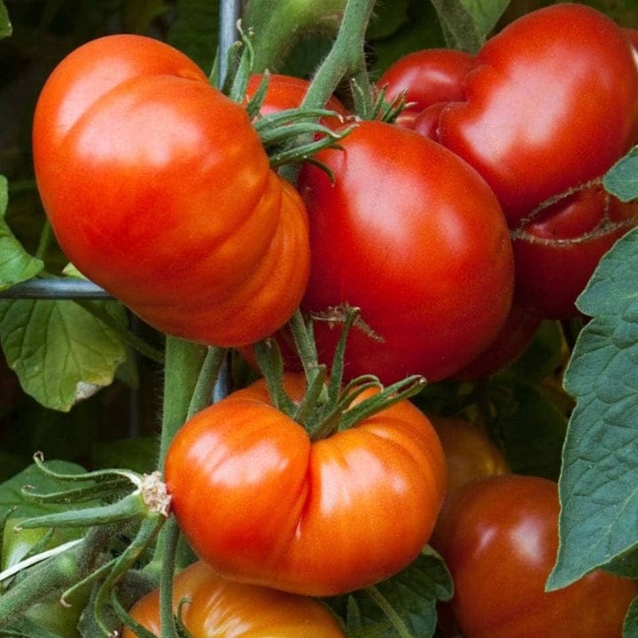 Golden Hills Red Beefsteak Heirloom Tomato Seeds