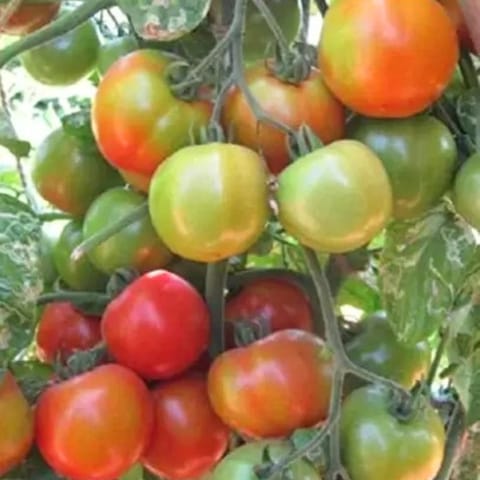 Golden Hills PKM 1 Tomato Seeds