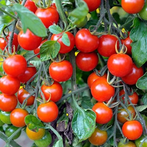 Golden Hills Red Cherry Tomato Seeds