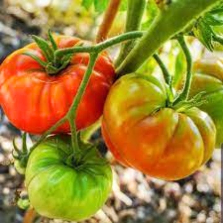 Golden Hills Kashi Tomato Seeds