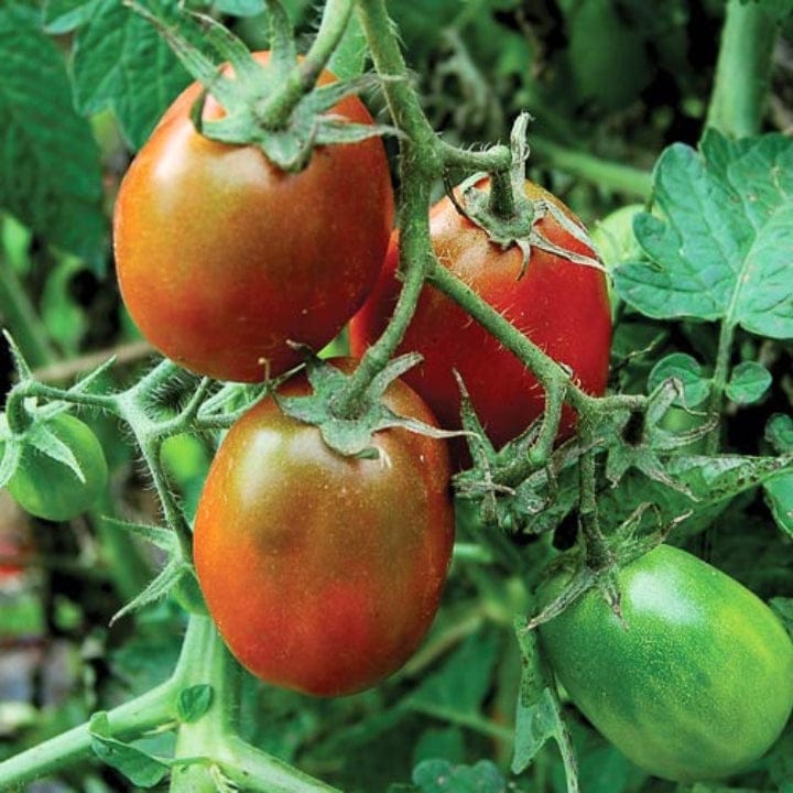 Golden Hills Black Plum Tomato Seeds