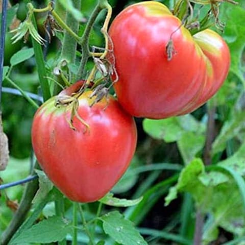 Golden Hills Red Oxheart Heirloom Tomato Seeds