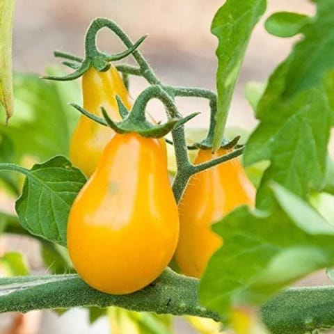 Golden Hills Yellow Pear Heirloom cherry imported Tomato Seeds
