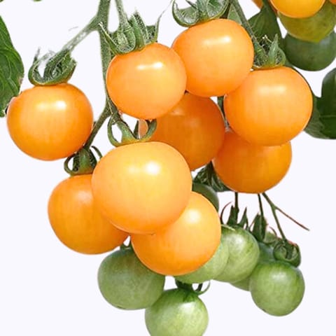Golden Hills Yellow Cherry F1 Gold Currant Tomato Seeds
