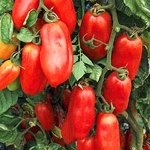 Golden Hills San Marzano Heirloom Tomato Seeds