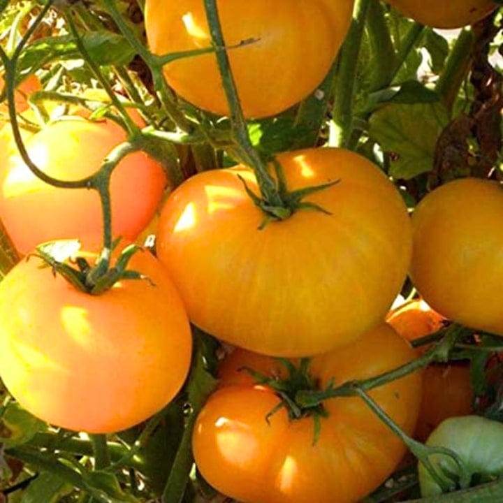 Golden Hills Yellow Brandywine Oblate beefsteak Tomato Seeds