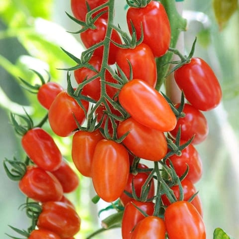 Golden Hills Roma VF Red Heirloom Tomato Seeds