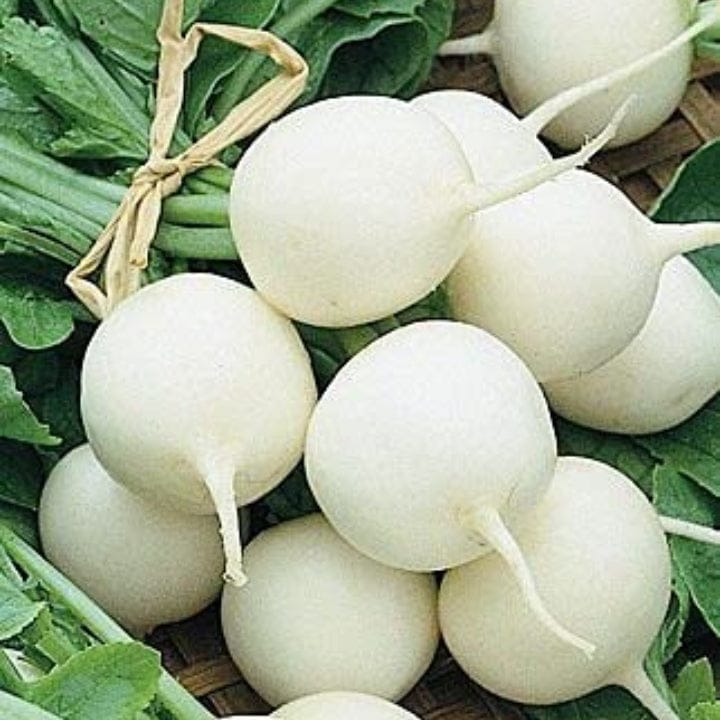 Golden Hills White Round Radish Seeds