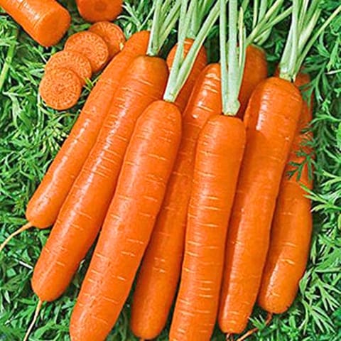 Golden Hills Orange Long Carrot Seeds