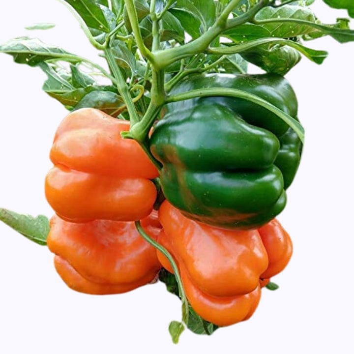 Golden Hills Orange Capsicum/Bell Pepper Seeds