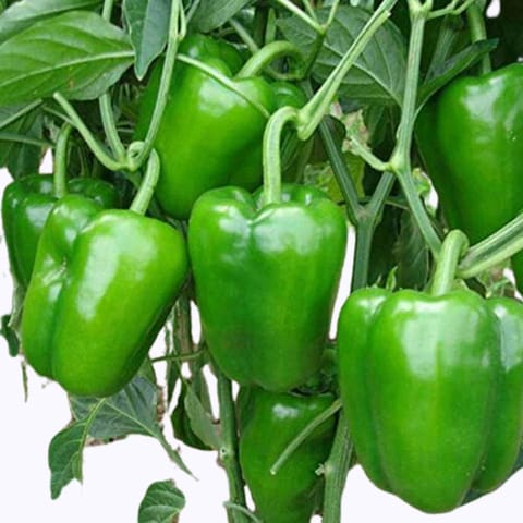 Golden Hills Green California Wonder Capsicum Seeds