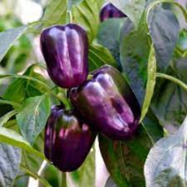 Golden Hills Purple Capsicum Wonder Seeds