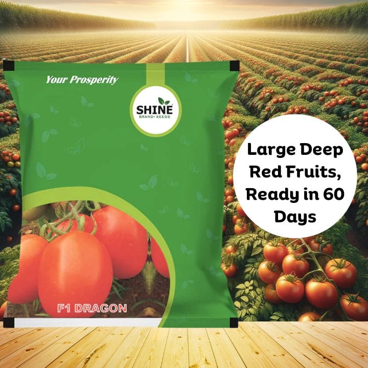 Shine Dragon Tomato Seeds